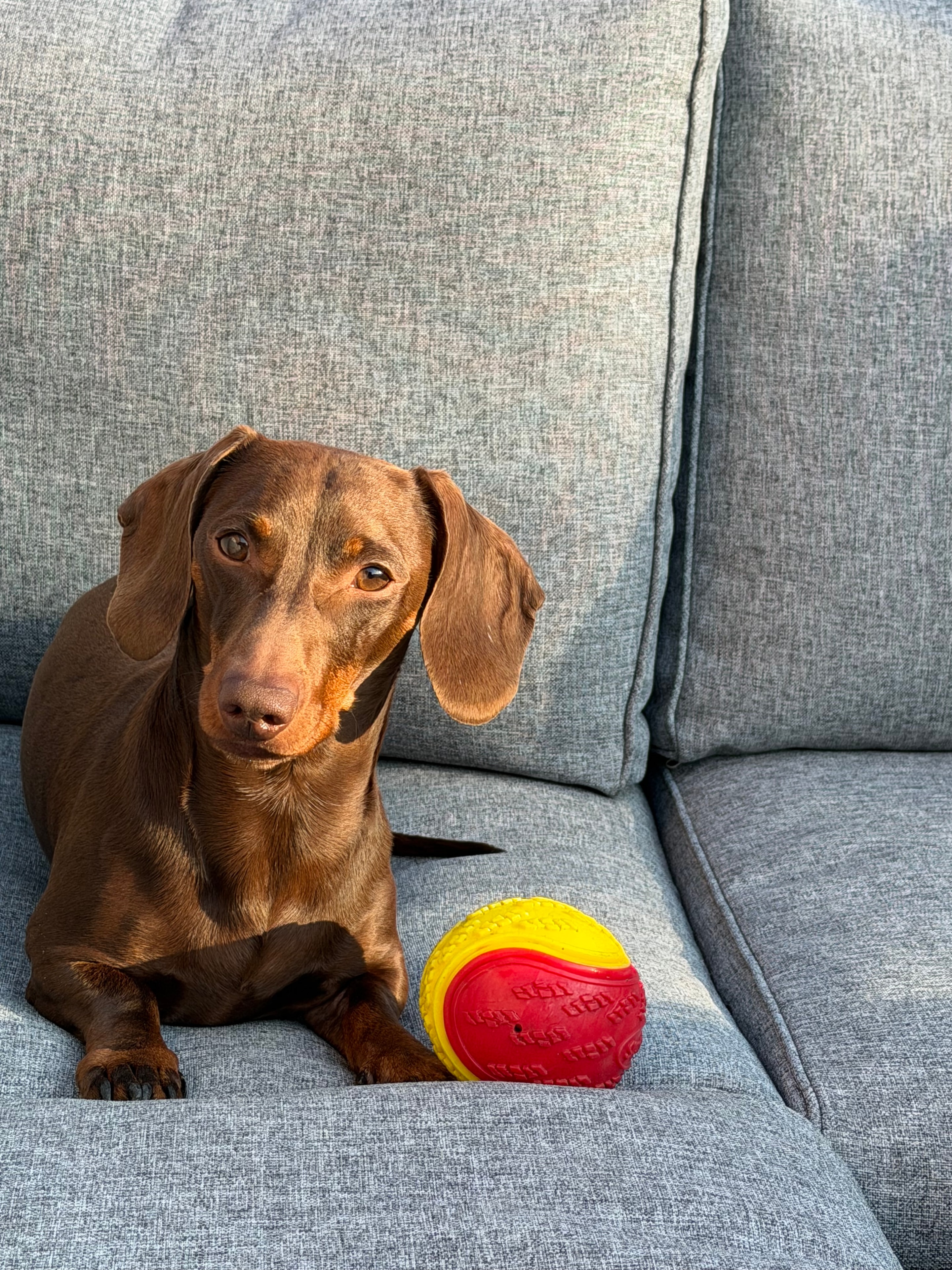 The Belle Vie by H studio dachshund — chief quality inspector